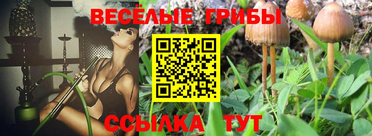Псилоцибиновые грибы Psilocybe Елизово